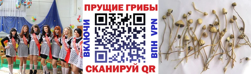 OMG ССЫЛКА Усть-Джегута Псилоцибиновые грибы ЛСД